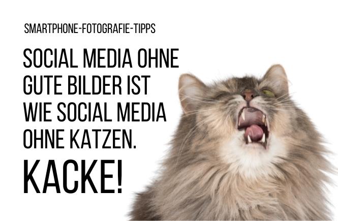 Bild mit Katze und Text "Social Media ohne gute Bilder ist wie Social Media ohne Katzen. Kacke.