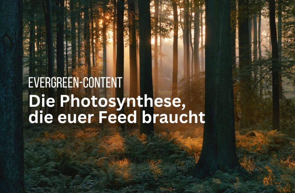 Evergreen-Content