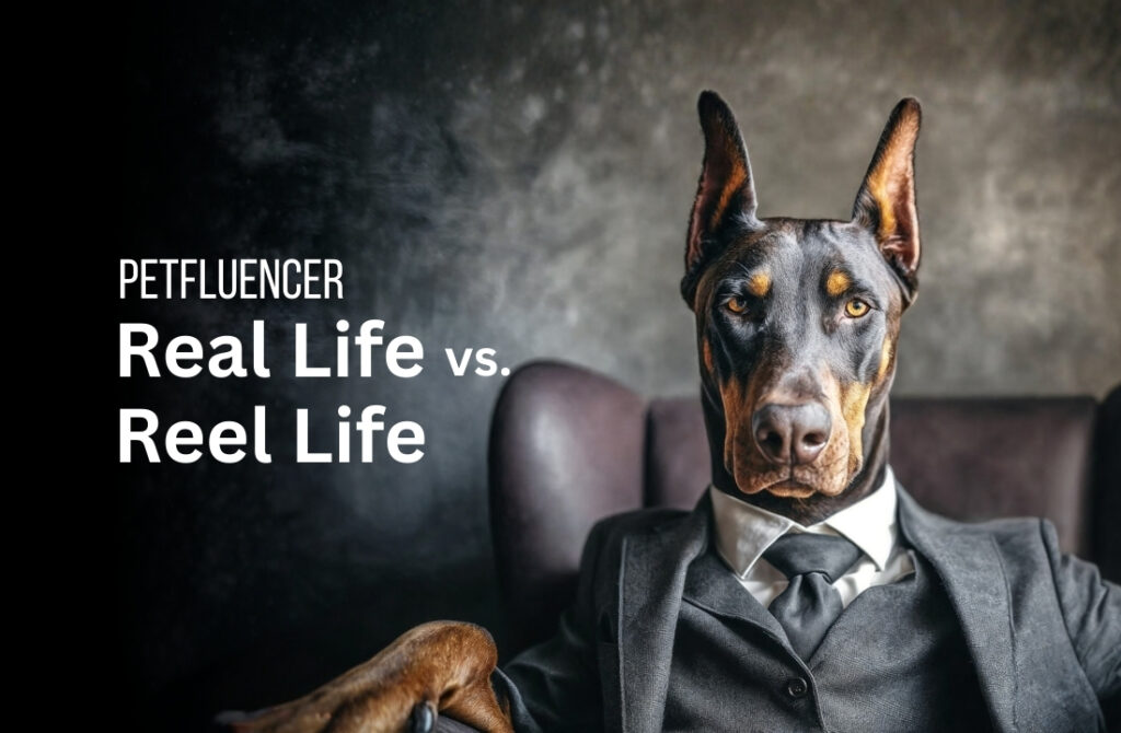 Petfluencer - ein Leben zwischen Real Life und Reel Life